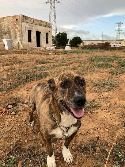 Muaythai Camp Santa Oliva