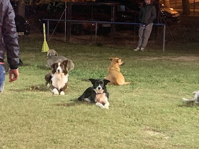 Club canino boomerang